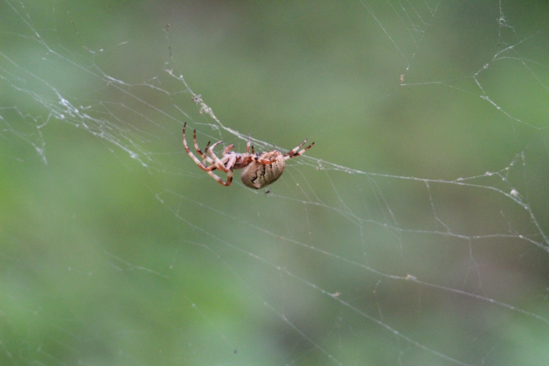 Araneus sp.